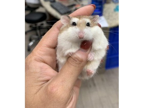 Evcil hamster yavrularım