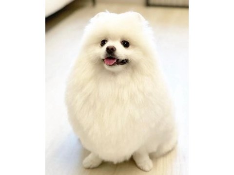 Ayı surat pomeranian boo yavrular