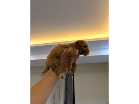 Koyu renk kore teacup maltipoo yavrumuz yeni yuvasına hazır