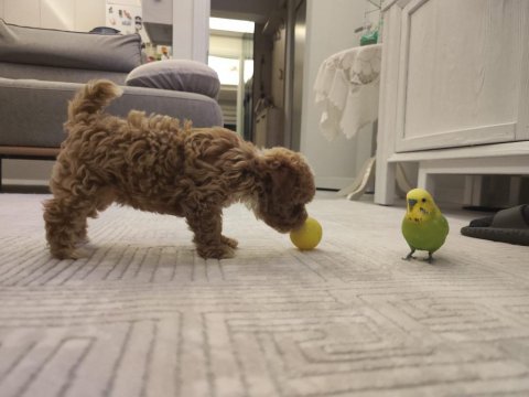Orjinal gerçek teacup maltipoo