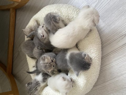 Scottish fold british bebekler