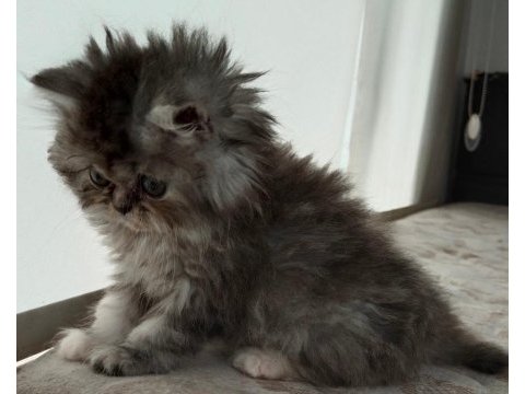 Chinchilla yavrular