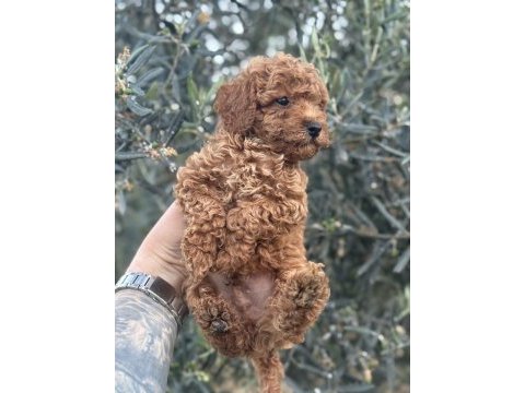 Bebek yüz poodle yavrularımız hazır