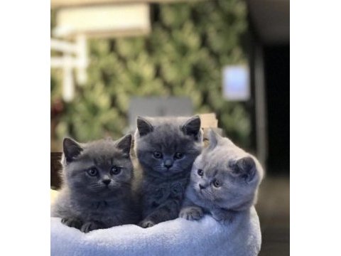 Irkının en iyisi british shorthair yavrular
