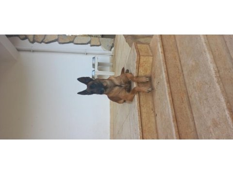 Belgian malinois, dişi 22 aylık