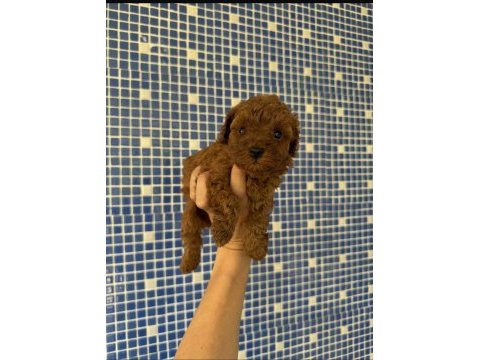 Teacup poodle bebekleri