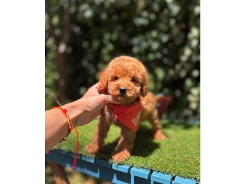 Show kalite toy poodle köpeği