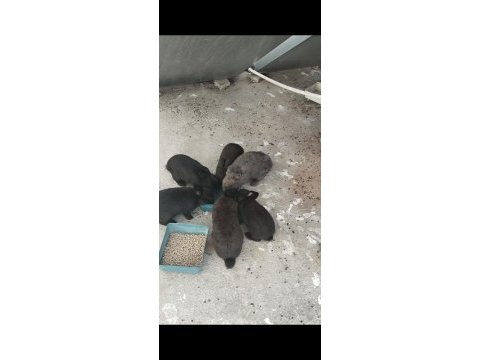 Cüce tavşan