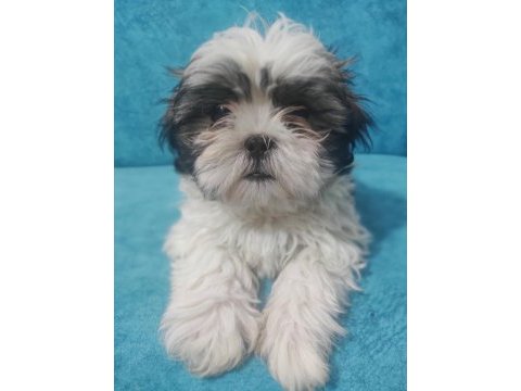 Uygun shih tzu