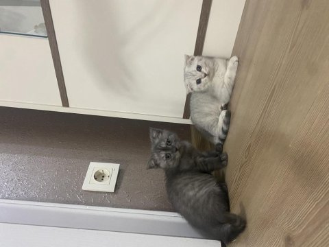 Son 4 yavru scottish fold