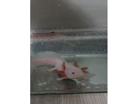 Acil satılık leucıstıc axolotl yem ıle bırlıkte