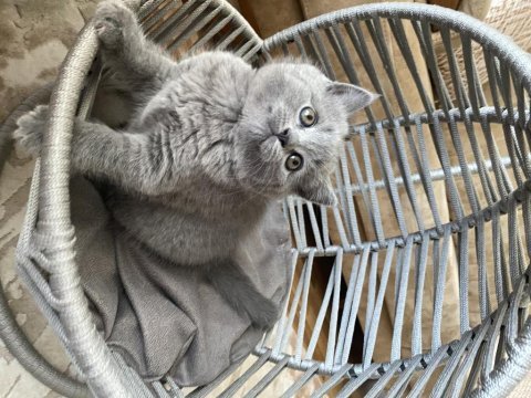 British shorthair dişi oyuncu yavru kedimiz