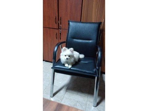 Acil sahiplendirme 4 aylık wc eğitimli pomeranian erkek