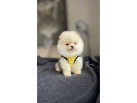 Pomeranian boo 3 aylık