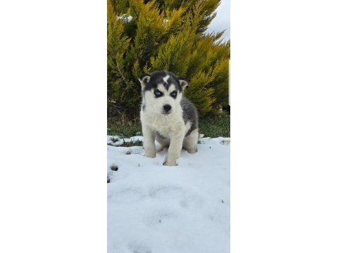 Maviş gözlü safkan husky minikler