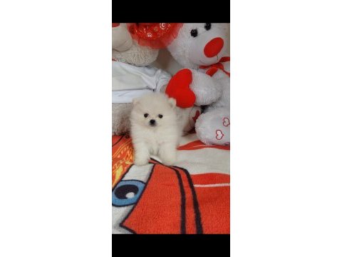 Pomeranian boo 55 günlük