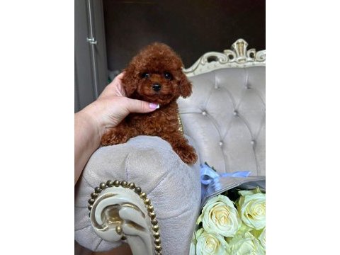 Cinsinin en iyisi poodle