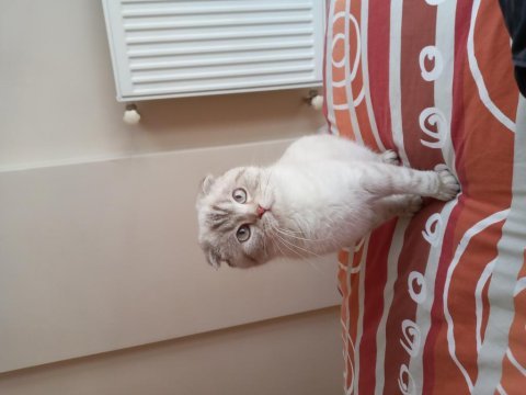 11 aylık scottish fold