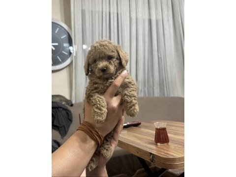 Orijinal poodle yavrular