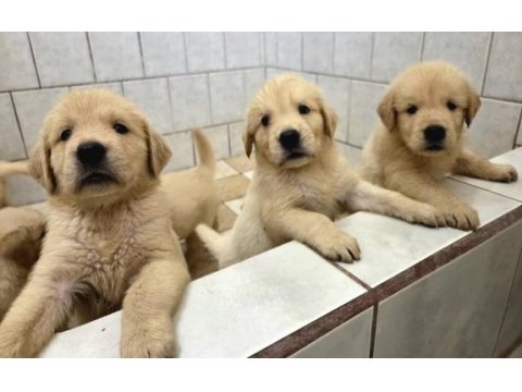 Ev doğumlu safkan golden retriever yavrular