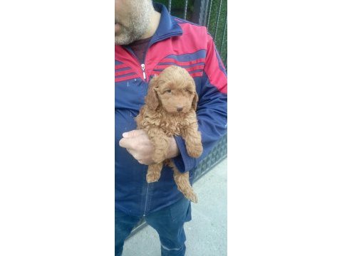 Toy poodle 2 aylık dişi