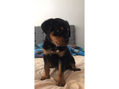 70 günlük rottweiler