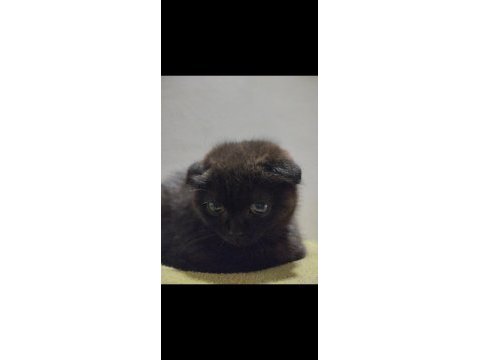 Scottish fold erkek siyah