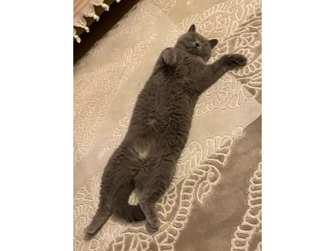 Sağlıklı dişi british shorthair