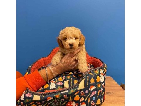 A kalite maltipoo bebeklerimiz