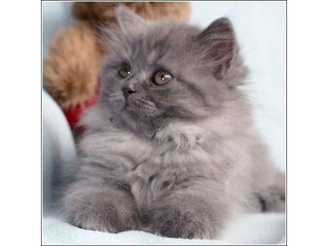 British longhair yavrular evinizin neşesi olacaktır