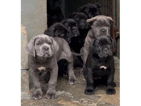 A şecereli cane corso yavrular kapıda ödeme mevcuttur