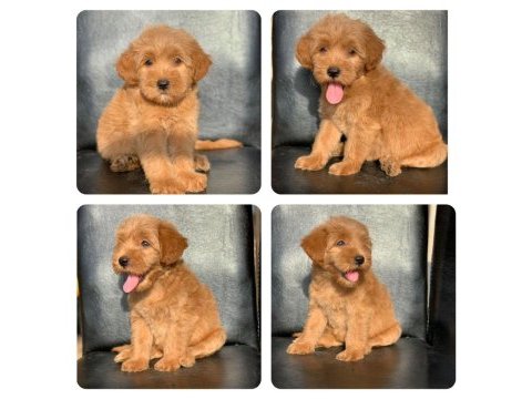 A kalite maltipoo yavruları