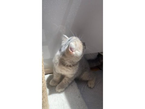 Dışı british shorthair 2.5 aylık yavru kedi