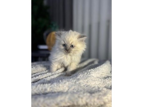 A kalite british longhair bebek