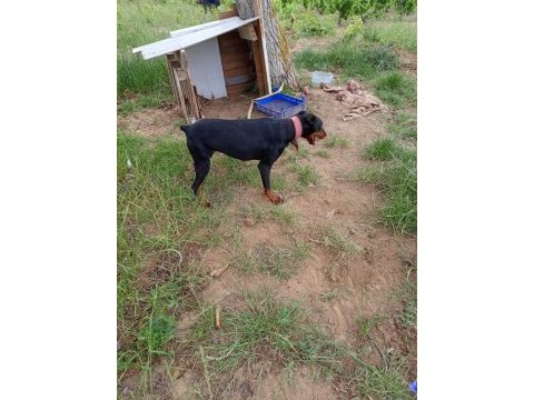 Dişi doberman köpeği