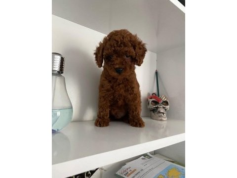 Wc eğitimli orjinal poodle yavrum