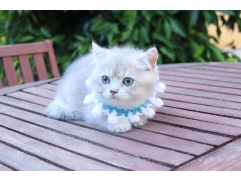 Safkan blue golden yavru kedimiz