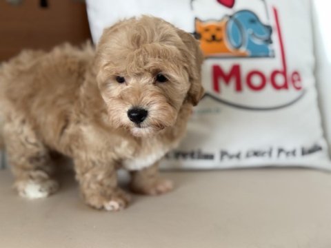 En güzel mini boy maltipoo lar ziyarete açık