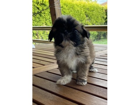 Shih-tzu 81 ile gönderim mevcuttur