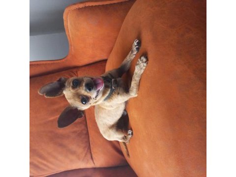 İki buçuk yaşında erkek pinscher
