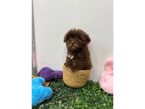 Kore maltipoo kg garantili yavrum tuvalet eğitimli
