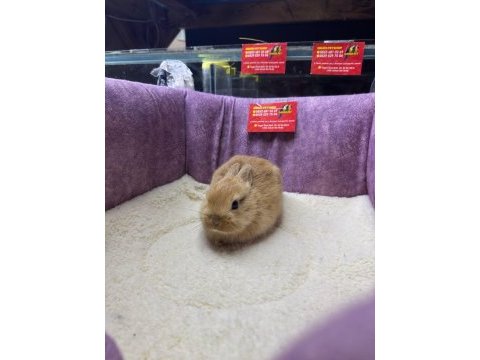 Cüce netherland dwarf tavşan yavrularımız