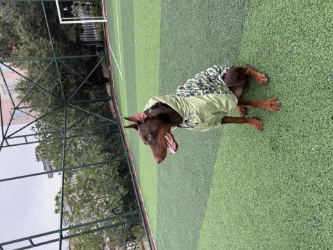 Balthazarın torunu şecereli doberman