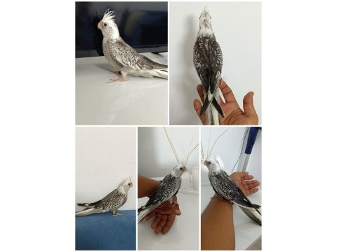 Yavru wf perl ev üretimi baba sı albino