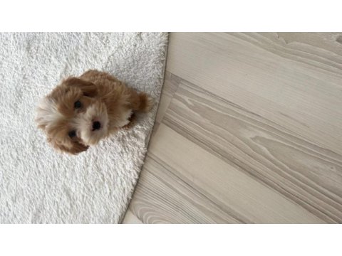 Minik sakin tatlı poodle köpüş