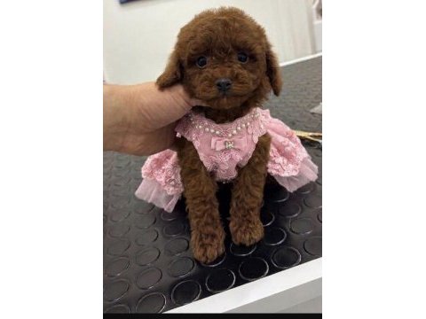 Tuvalet eğitimli 2 aylık poodle dişi yavru yuvasını arıyor