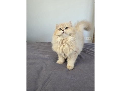 British longhair kedilerim