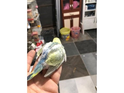 Mor rainbow muhabbet kuşu yavrular