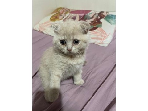 Scottish fold yavrularımız