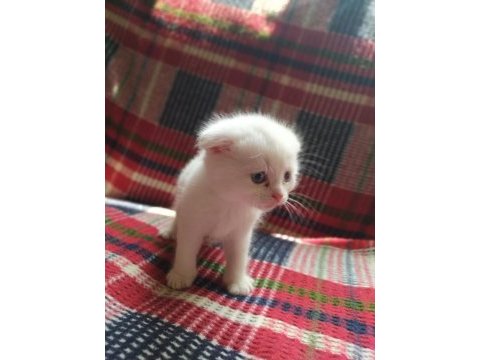 Yavrularımız sahiplendirilecektir scottish fold